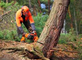 Best Tree and Shrub Care  in Florin, CA