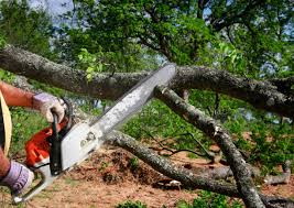 Best Tree Mulching  in Florin, CA