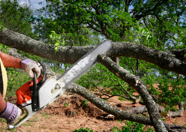 Best Utility Line Clearance  in Florin, CA