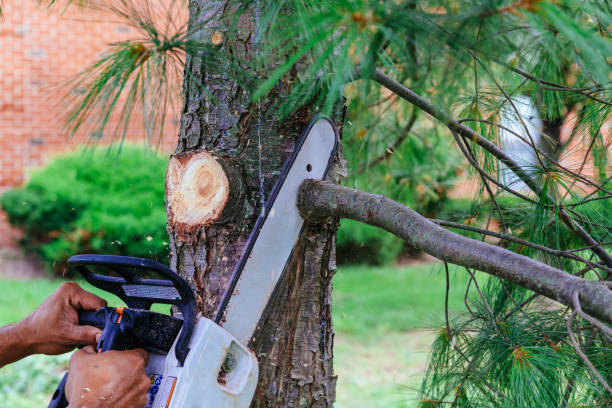 Best Tree Trimming and Pruning  in Florin, CA